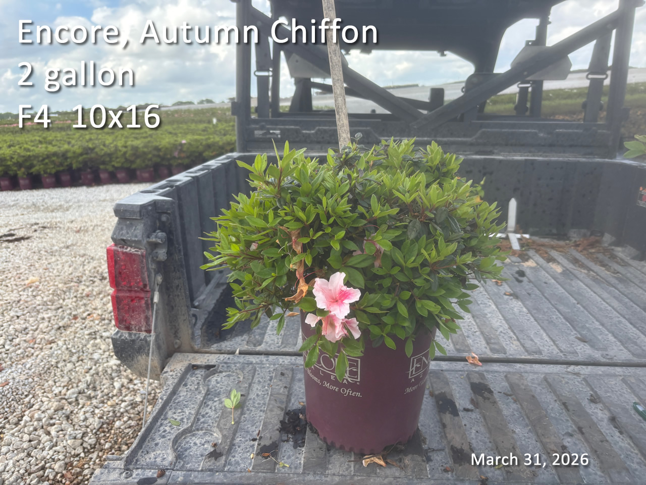 gallery/echi2 f4 mar31.jpg